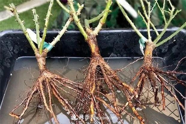 秋冬季節買(mǎi)的裸根月季苗，選購、上盆和恢復指南，南北地區差別大(圖1)