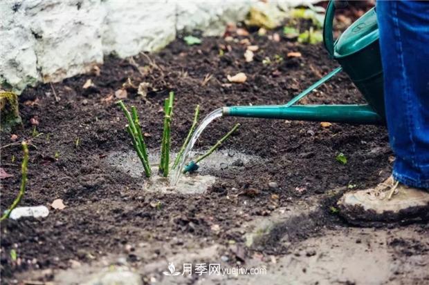 秋冬季節買(mǎi)的裸根月季苗，選購、上盆和恢復指南，南北地區差別大(圖3)
