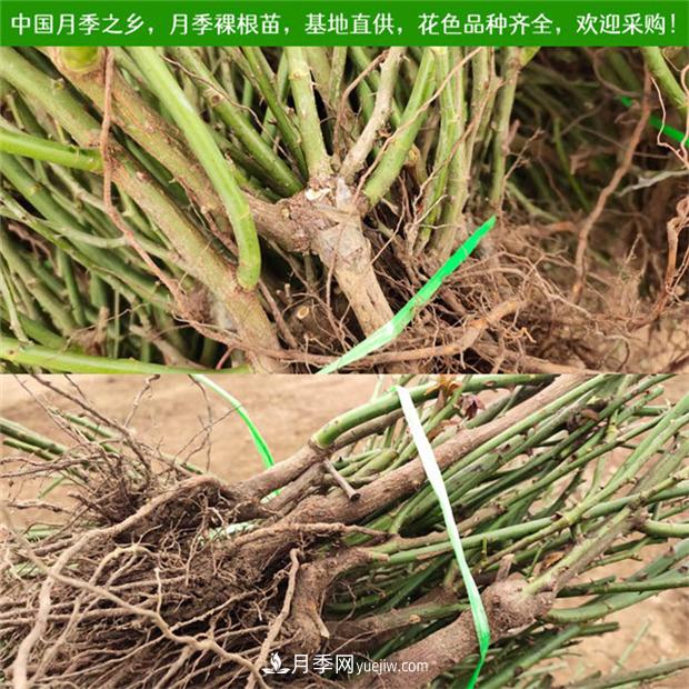 月季裸根苗什么時(shí)候栽種？教你把握***佳時(shí)機栽種(圖1)