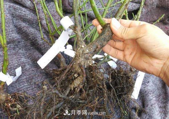 月季裸根大苗開(kāi)花多見(jiàn)效快，網(wǎng)購注意事項(圖1)
