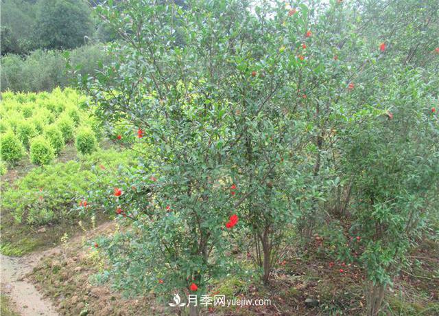 4個(gè)潮流綠化樹(shù)，樹(shù)狀月季超高性?xún)r(jià)比，打造盛夏花園(圖3)