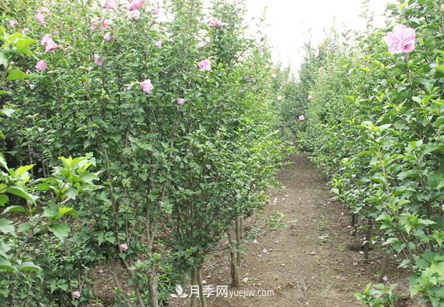 4個(gè)潮流綠化樹(shù)，樹(shù)狀月季超高性?xún)r(jià)比，打造盛夏花園(圖4)