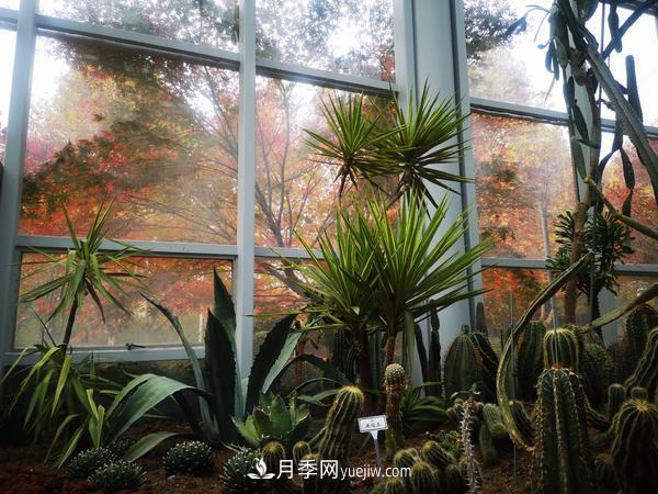 12種稀奇植物首次落戶(hù)鄭州植物園，免費對外展覽(圖1)