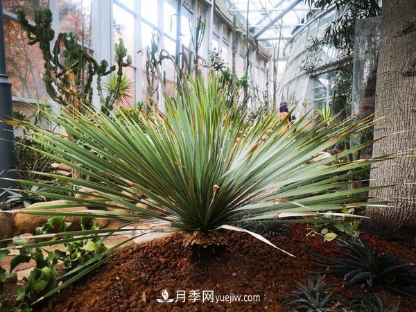 12種稀奇植物首次落戶(hù)鄭州植物園，免費對外展覽(圖2)