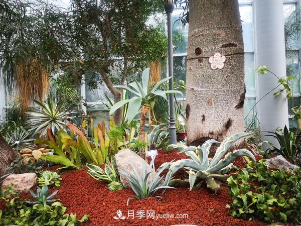 12種稀奇植物首次落戶(hù)鄭州植物園，免費對外展覽(圖3)