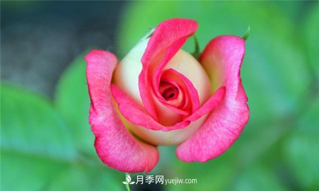 法國月季的摩納哥公主、摩納哥公爵和摩納哥王妃夏琳是什么關(guān)系？(圖1)