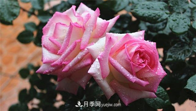 法國月季的摩納哥公主、摩納哥公爵和摩納哥王妃夏琳是什么關(guān)系？(圖2)