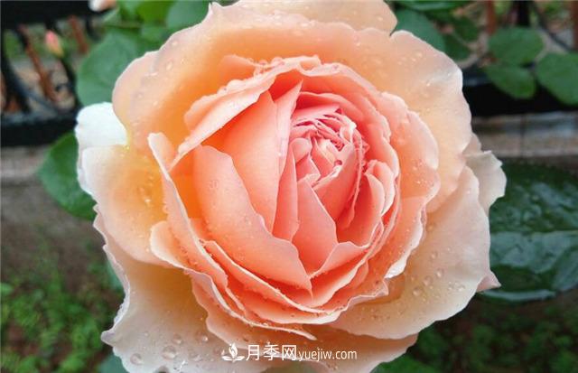 法國月季的摩納哥公主、摩納哥公爵和摩納哥王妃夏琳是什么關(guān)系？(圖4)