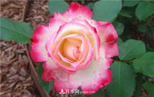 法國月季的摩納哥公主、摩納哥公爵和摩納哥王妃夏琳是什么關(guān)系？(圖3)