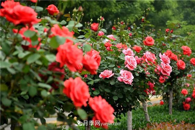 觀(guān)花植物花中皇后 月季栽種與養護(圖1)