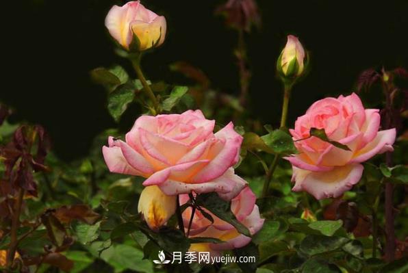 盆栽月季為什么花越開(kāi)越??？要堅持每年換盆(圖1)