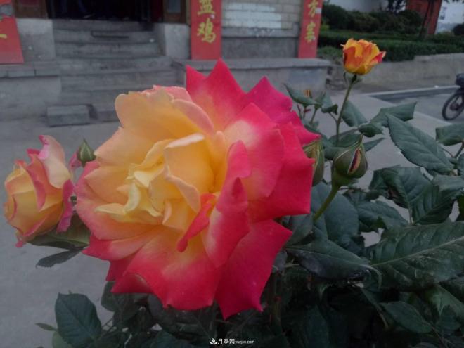 山西運城：月季花街，賞花要讓花入你眼中來(lái)(圖2)