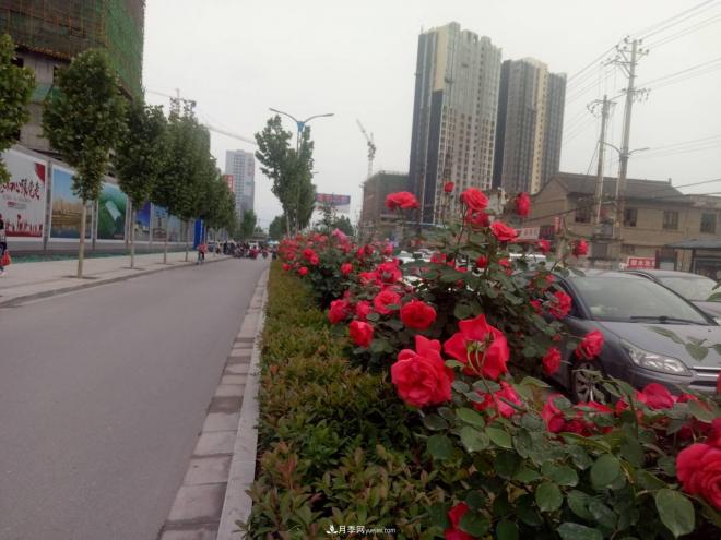 山西運城：月季花街，賞花要讓花入你眼中來(lái)(圖3)