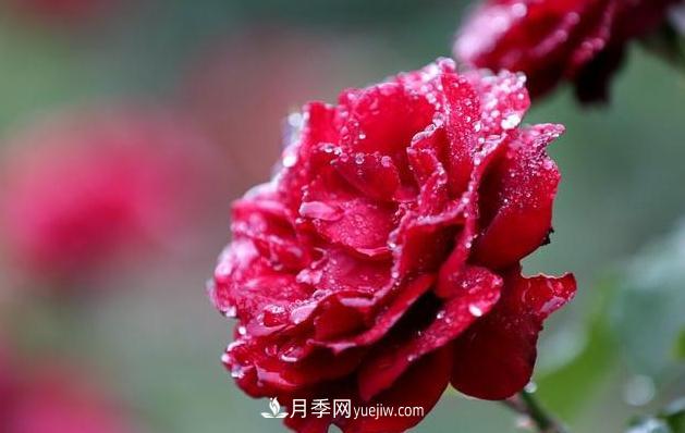 怎樣管理才能夠使月季花四季花香艷呢？(圖1)