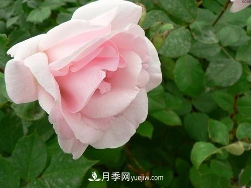 6款月季，家里養月季選它，好看好養好聞，是盆栽佳品(圖3)