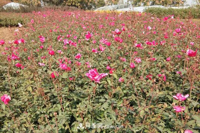 山東濟南青島煙臺德州菏澤50公分大花豐花月季批發(fā)(圖2)