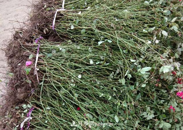 山東濟南青島煙臺德州菏澤50公分大花豐花月季批發(fā)(圖3)