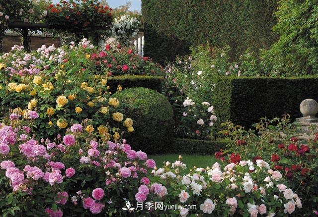 在農村種植綠化苗木有發(fā)展前途嗎？種什么苗木有市場(chǎng)？(圖1)