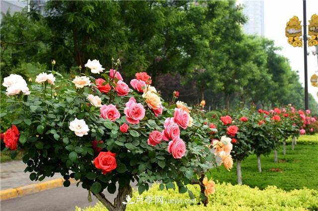 在農村種植綠化苗木有發(fā)展前途嗎？種什么苗木有市場(chǎng)？(圖2)