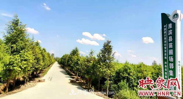 信陽(yáng)淮濱：建成全國***大的落羽杉苗木繁育基地(圖1)
