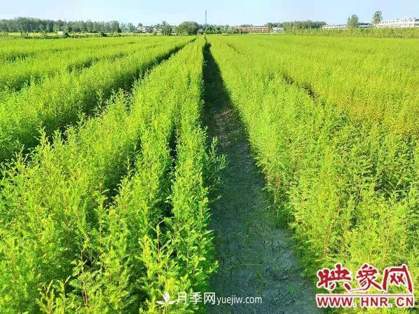 信陽(yáng)淮濱：建成全國***大的落羽杉苗木繁育基地(圖2)