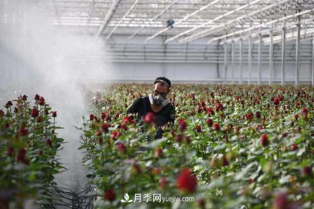 西北***大月季種質(zhì)資源圃將落戶(hù)蘭州新區(圖1)