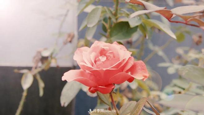 牽手農科院！蘭州新區將建西北***大月季種質(zhì)資源圃(圖1)