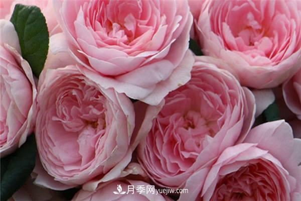 月季開(kāi)花機器**名是什么？請叫我**名(圖1)