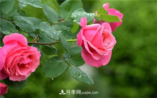 盆栽月季的養殖和養護方法(圖2)