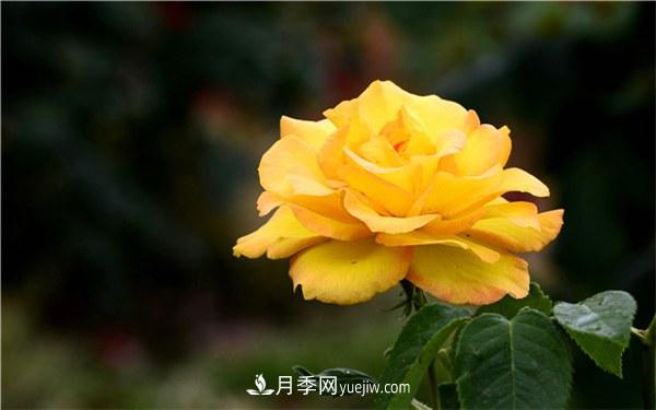 有什么后悔種的月季品種？不值得買(mǎi)的月季品種(圖1)