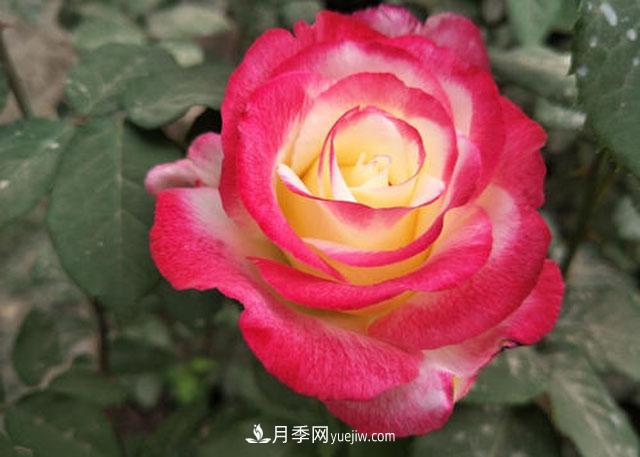 十大***美月季品種，美的沒(méi)理由(圖1)