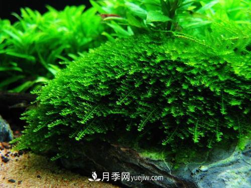 十大養不死的水草有哪些？(圖1)