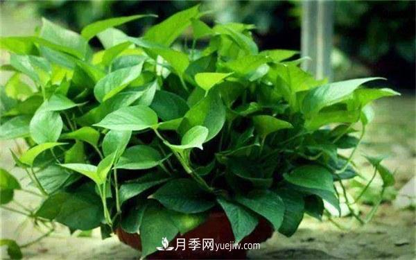 室內十大凈化空氣植物，誰(shuí)吸收有害氣體***有效？(圖1)