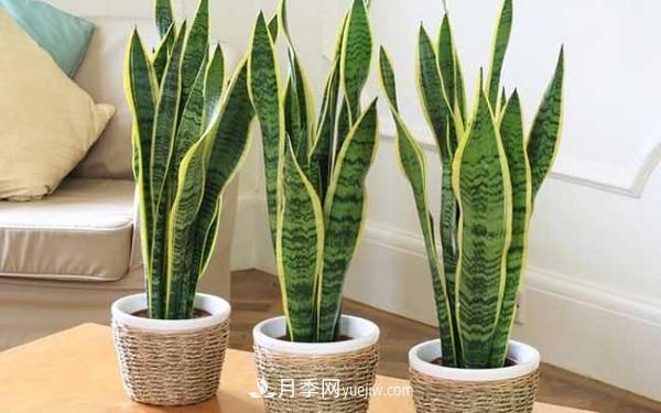 室內十大凈化空氣植物，誰(shuí)吸收有害氣體***有效？(圖3)