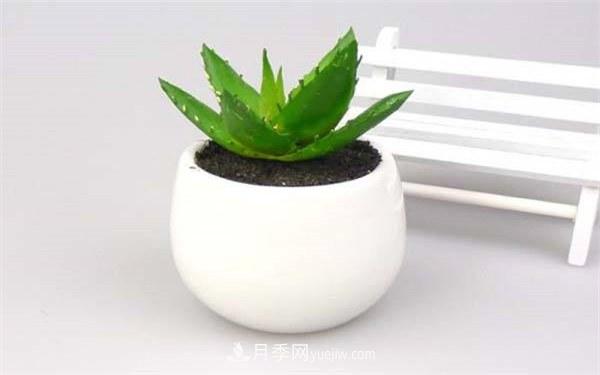 室內十大凈化空氣植物，誰(shuí)吸收有害氣體***有效？(圖2)