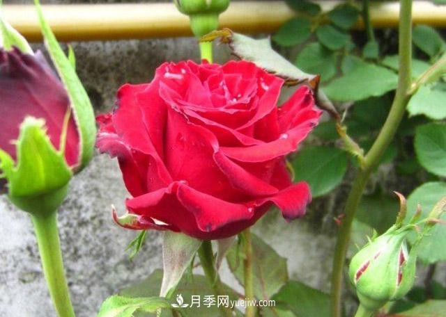 為什么沒(méi)人喜歡養卡羅拉月季？(圖1)