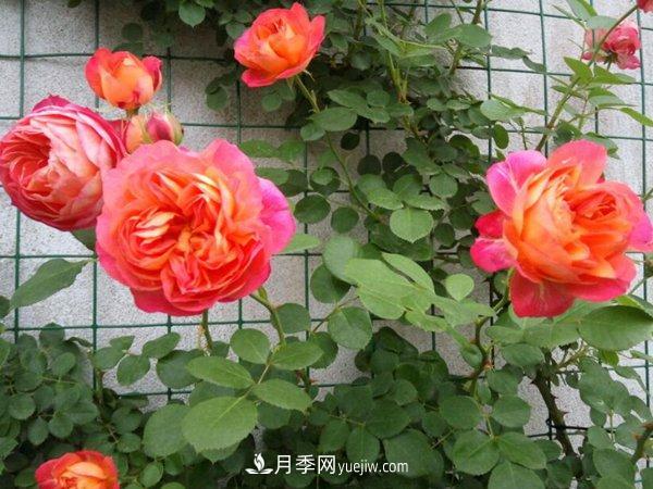 不怕暴曬的月季品種，盤(pán)點(diǎn)耐熱耐曬的品種(圖1)