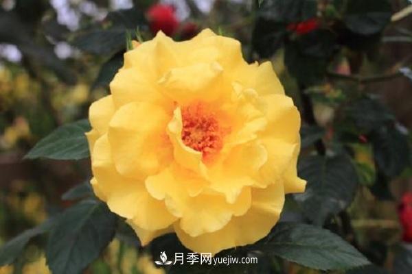 不怕暴曬的月季品種，盤(pán)點(diǎn)耐熱耐曬的品種(圖2)