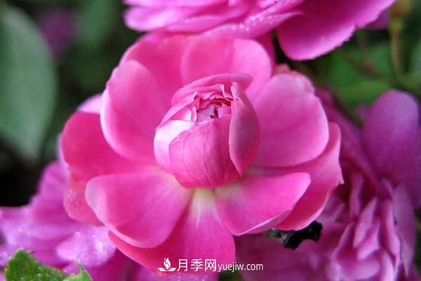 花期***長(cháng)***好養的微型月季品種有哪些(圖1)