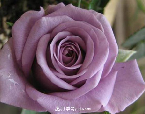 當下***熱銷(xiāo)的月季，3個(gè)買(mǎi)了不后悔的月季品種(圖3)