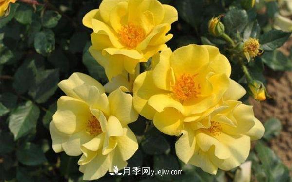 月季水插繁殖如何操作？(圖1)