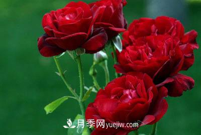太陽(yáng)火焰月季(圖1)