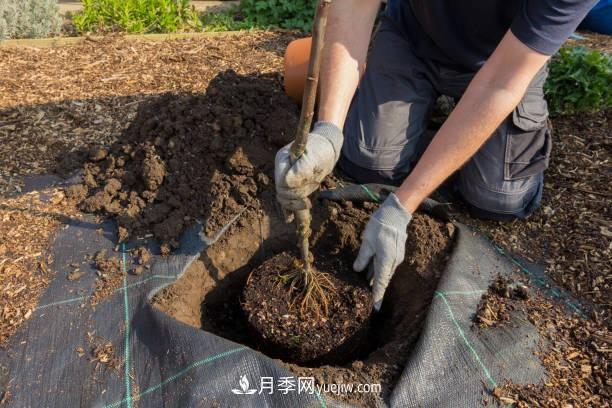 警惕！苗木交易中的常見(jiàn)騙術(shù)(圖1)