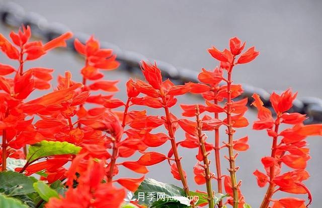 為啥這些花能脫穎而出，成為國慶花壇里的主流(圖5)