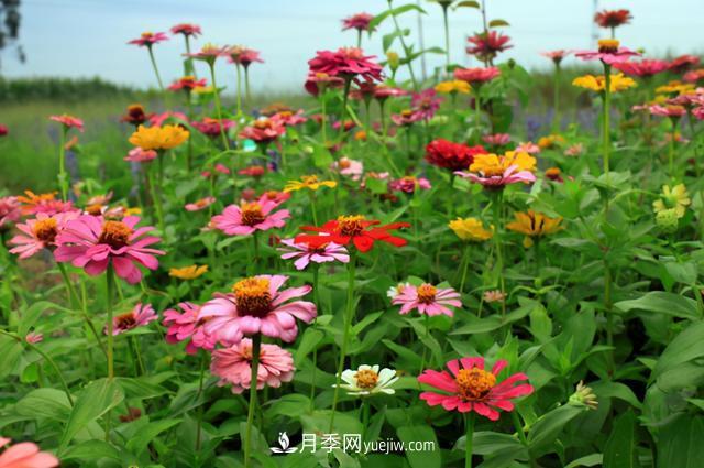 為啥這些花能脫穎而出，成為國慶花壇里的主流(圖7)