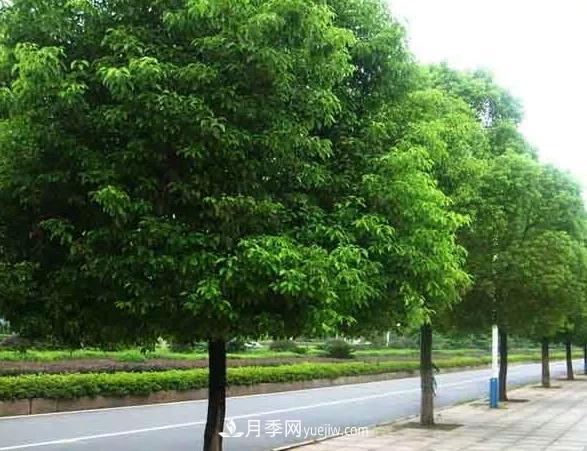 種植南陽(yáng)香樟的效益為何越來(lái)越好？(圖1)