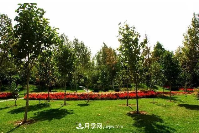 園林苗木移栽，怎樣才能更好生根？(圖2)