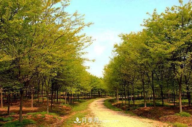 河南櫸樹(shù)，憑什么這么火？(圖1)