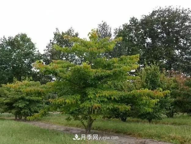 叢生苗木走俏，被稱(chēng)為去庫存利器(圖1)