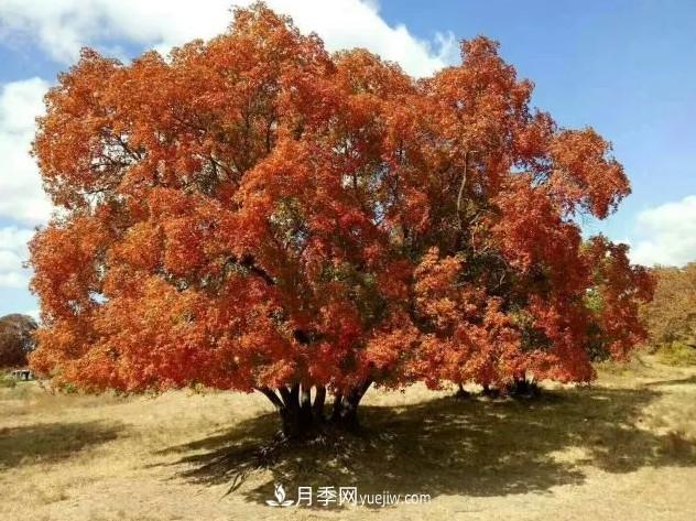 叢生苗木走俏，被稱(chēng)為去庫存利器(圖2)